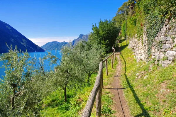 Gandria Sentiero Dell Olivo Στη Λίμνη Λουγκάνο Ελβετία — Φωτογραφία Αρχείου