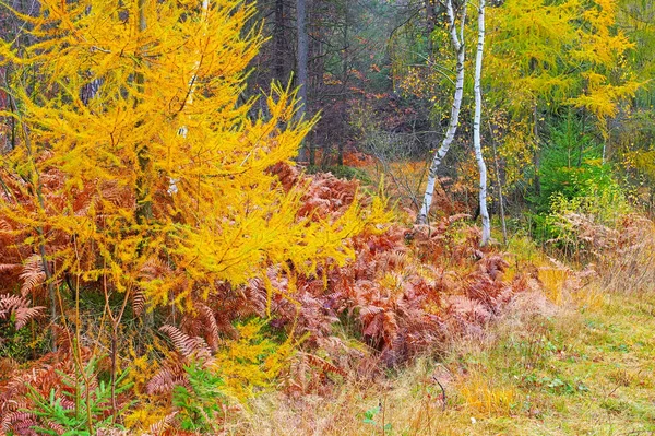 Žluté Larches Stromy Podzimním Lese — Stock fotografie