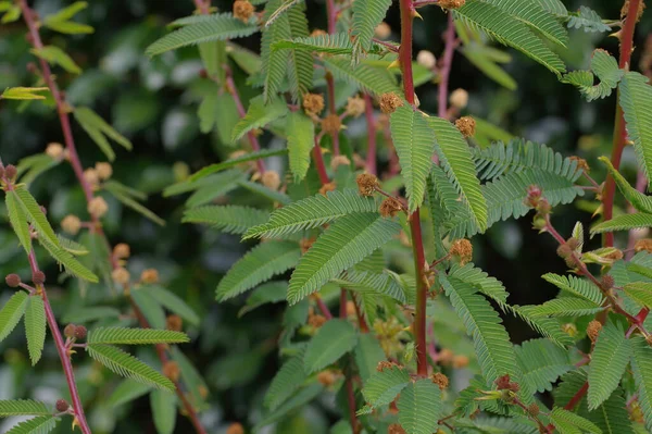 Чувствительное Растение Прикосновение Mimosa Pudica Крупным Планом Листьев — стоковое фото