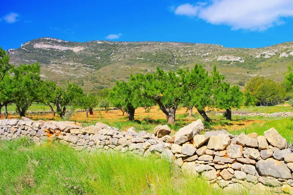 Velhas Amendoeiras Parede Pedra Seca Espanha — Fotografia de Stock