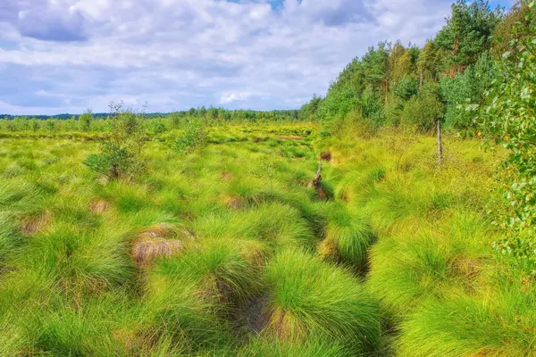 Die Schweimker Sumpfgrüne Naturlandschaft Deutschland — Stockfoto