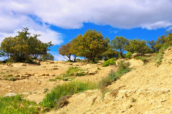 Dęby Holm Hiszpanii Typowy Krajobraz — Zdjęcie stockowe