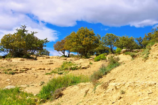 Querce Holm Spagna Paesaggio Tipico — Foto Stock