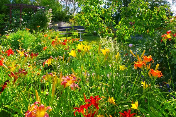 Trädgård Med Många Daglilja Blommor Sommaren — Stockfoto