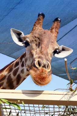 Kiev, Ukrayna - 26 Ağustos 2018: Zürafa hayvanat bahçesi yaz aylarında içinde 