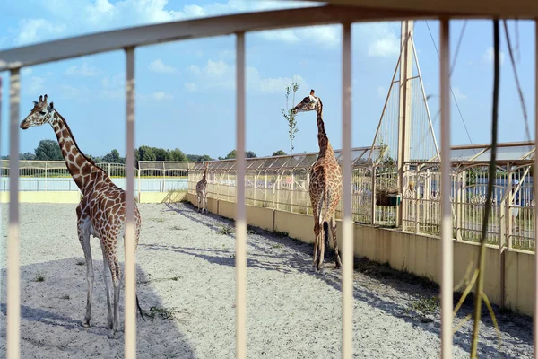 Quiiv Ucrânia Agosto 2018 Girafa Jardim Zoológico Verão — Fotografia de Stock