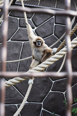 Kiev, Ukrayna - 26 Ağustos 2018: Maymun hayvanat bahçesi yaz aylarında 