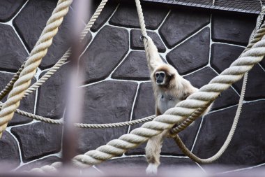 Kiev, Ukrayna - 26 Ağustos 2018: Maymun hayvanat bahçesi yaz aylarında 