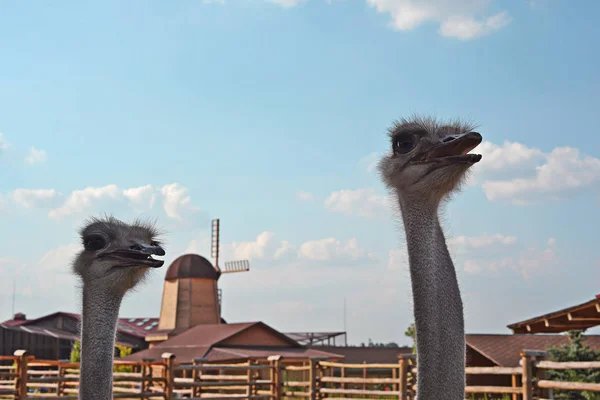 Kyiv Ukraine August 2018 Ostriches Zoological Garden Summer — Stock Photo, Image