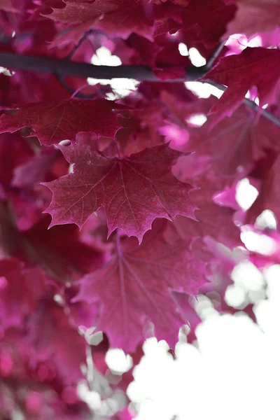 Podzimní Listí Přírodní Pozadí — Stock fotografie
