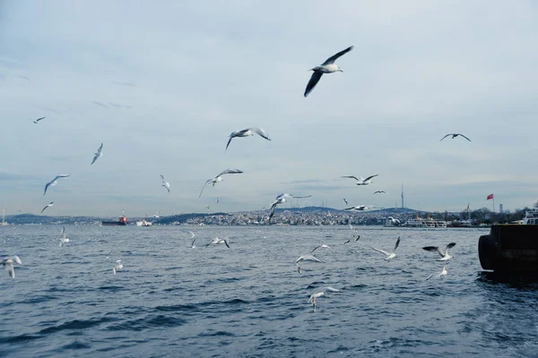 Meeuwen Van Bosporus Istanbul Turkije — Stockfoto