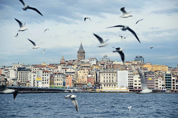 Mouettes Bosphore Istanbul Turquie — Photo