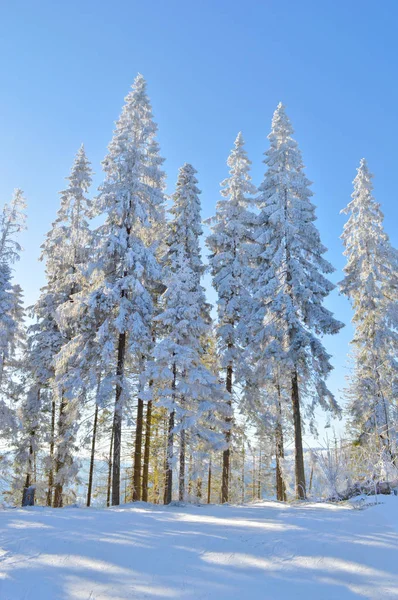 Jodły Pokryte Śnieg Słońcu Snowfield Pierwszym Planie Słońce Świeci Między — Zdjęcie stockowe