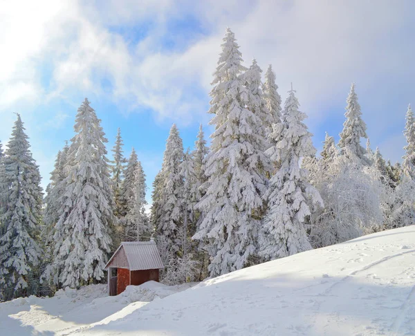 Winter trees covered by snow under the sunlight, snowfield at foreground. Fir trees covered by frost on the top of mountain. Hut among spruce trees densely covered with snow.
