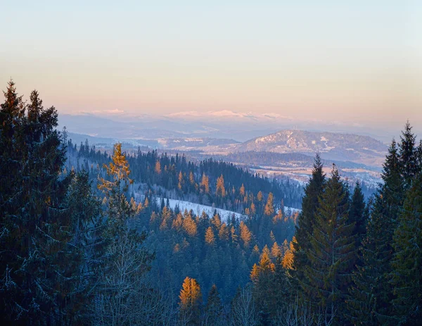 Панорамний Вид Карпатської Гірської Гряди Початку Зимовий Ранок Карпати Гора — стокове фото