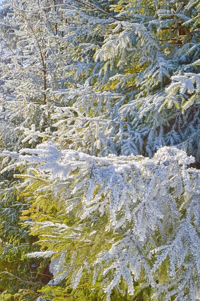 Fir Drzew Gałęzie Pokryte Przez Śnieg Mróz Słońcu Śnieg Mróz — Zdjęcie stockowe