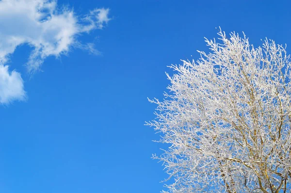 Árvore Inverno Coberta Neve Uma Única Nuvem Fundo Céu Azul — Fotografia de Stock