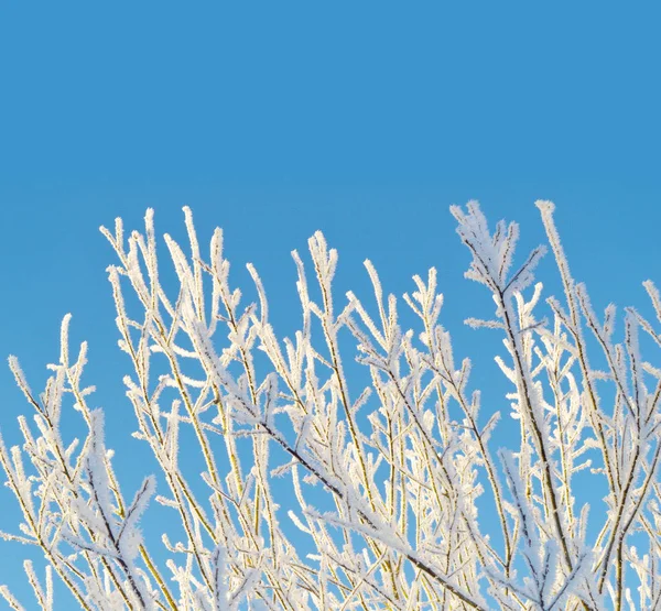 Śnieg Mróz Brokat Gałęzi Drzewa Zimą Światła Błękitne Niebo Tle — Zdjęcie stockowe