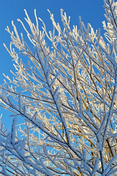 Neve Brilho Geada Galhos Árvore Inverno Céu Azul Brilhante Fundo — Fotografia de Stock