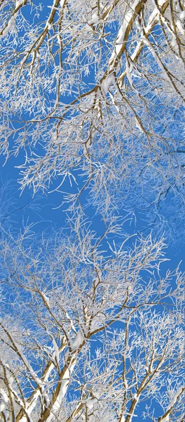 Zimą Drzewa Pokryte Przez Śnieg Mróz Tle Jasne Błękitne Niebo — Zdjęcie stockowe