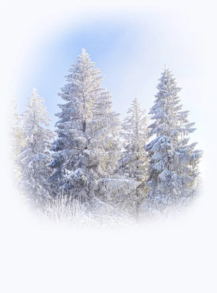 Świąteczne Pozdrowienia Obrabiania Tła Jodły Pokryte Przez Śnieg Szron Tle — Zdjęcie stockowe