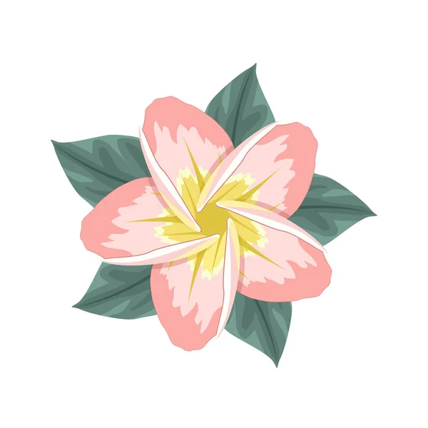 ピンクのプルメリアの花のデザイン 装飾花 — ストックベクタ