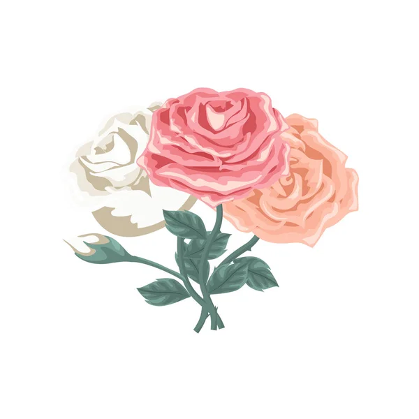 Schöne Reihe Von Rosen Verschiedenen Farben — Stockvektor