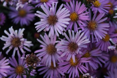 Yaz Mor Lila çiçek arka plan