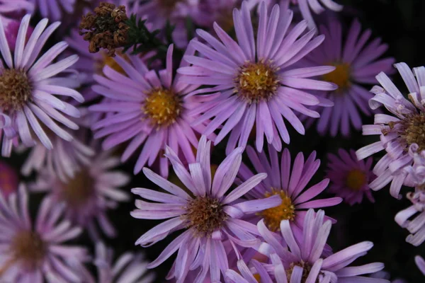 Verano Lila Púrpura Flores Fondo —  Fotos de Stock