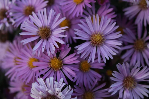 Estate Viola Lilla Fiori Sfondo — Foto Stock