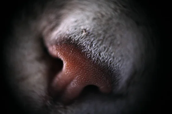 cat nose in macro close up
