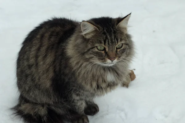 Kočka Sněhu Načechral Ven — Stock fotografie