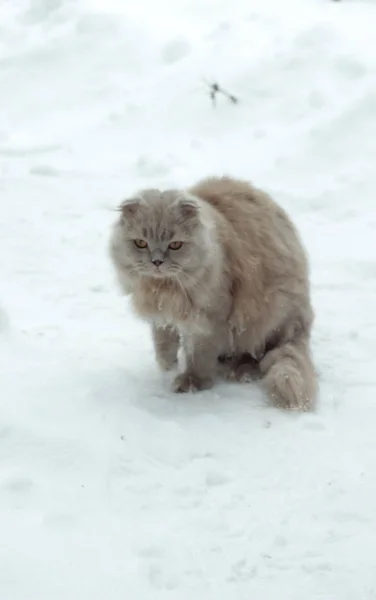 Katt Snön Fluffed — Stockfoto