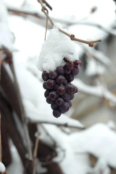 Виноград Снегу — стоковое фото
