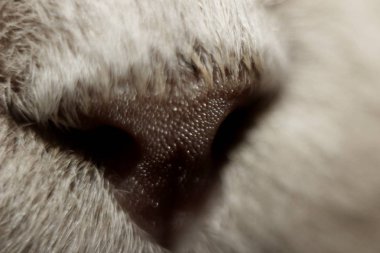 cat nose in maximum magnification macro