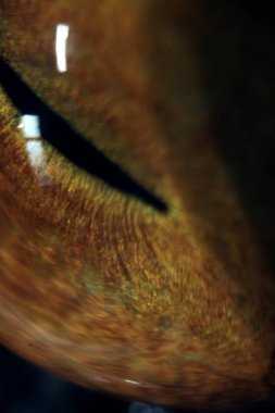 maksimum büyütme makro, kedi gözü