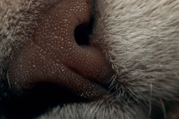 cat nose in maximum magnification macro