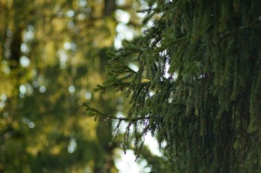 gün batımında yaz aylarında ladin parkı