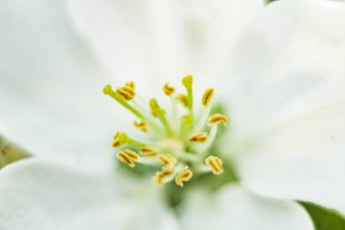 makro arka planda çiçek açan elma ağacı yakın çekim