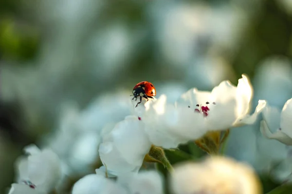 makro arka planda çiçek açan elma ağacı yakın çekim