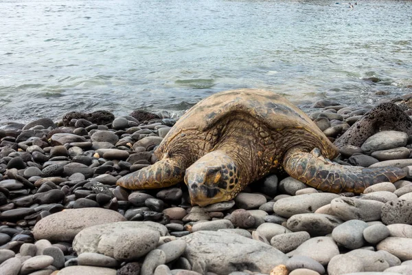 Green turtle at Honokeana Bay — Stock Photo, Image