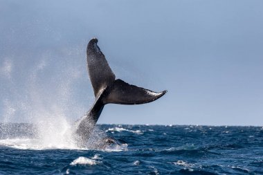 Bir kambur balina kuyruğu