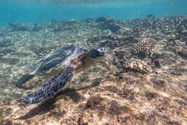 Tortuga verde en Honokeana Bay —  Fotos de Stock