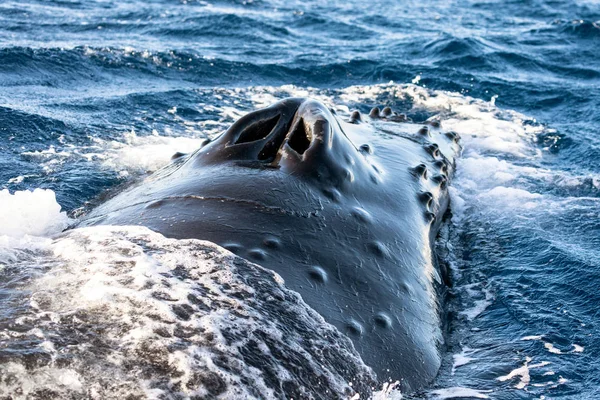 El soplo de una ballena jorobada —  Fotos de Stock