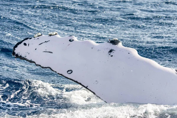 Flapper de ballena jorobada —  Fotos de Stock