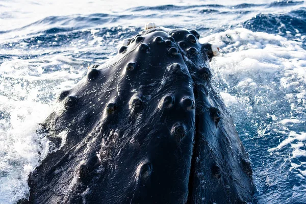Cabeza de ballena jorobada saltarina —  Fotos de Stock