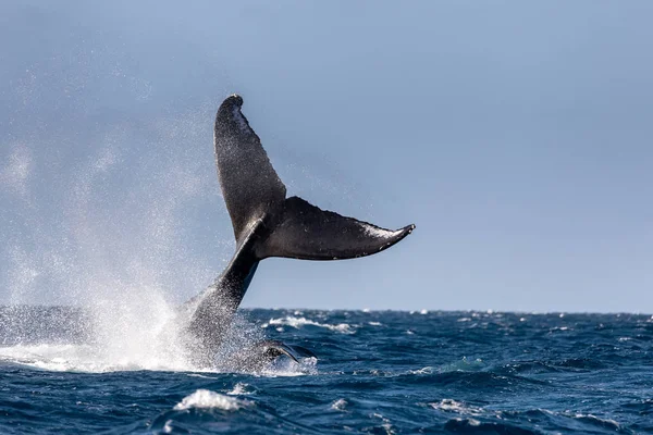 Cola de ballena jorobada —  Fotos de Stock