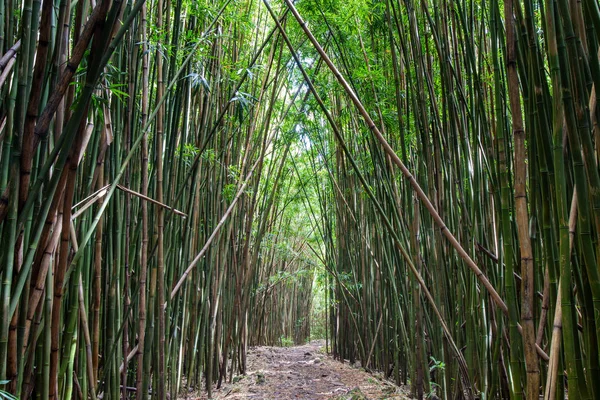 Dense foresta di bambù sul sentiero Pipiwai — Foto Stock