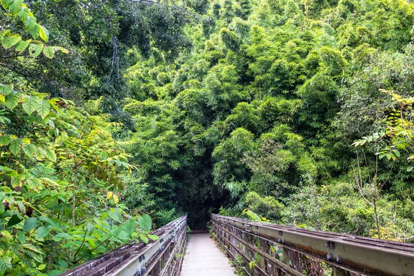 Dense foresta di bambù sul sentiero Pipiwai — Foto Stock