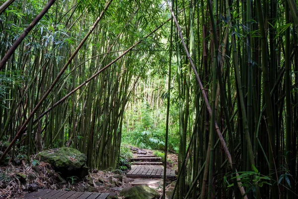 Dense foresta di bambù sul sentiero Pipiwai — Foto Stock